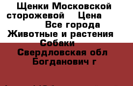 Щенки Московской сторожевой  › Цена ­ 25 000 - Все города Животные и растения » Собаки   . Свердловская обл.,Богданович г.
